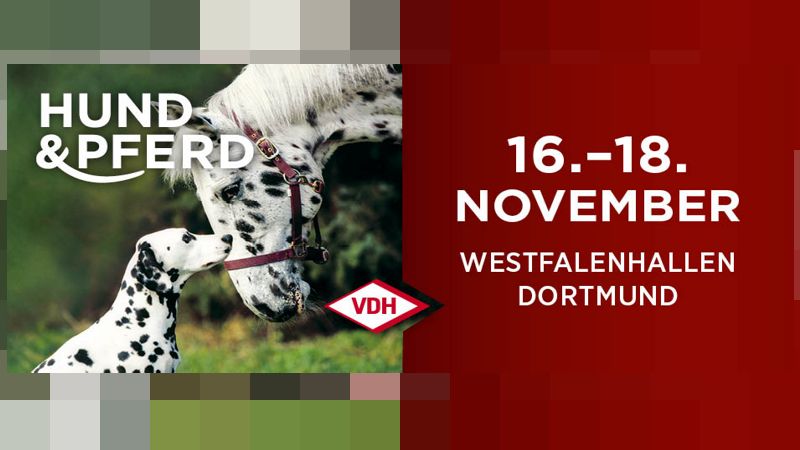 Bundessieger/Internationale Ausstellung in Dortmund November 2018
