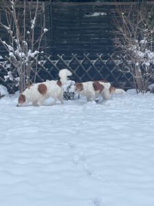 Anoush und Briella finden Schnee sehr spannend :-)